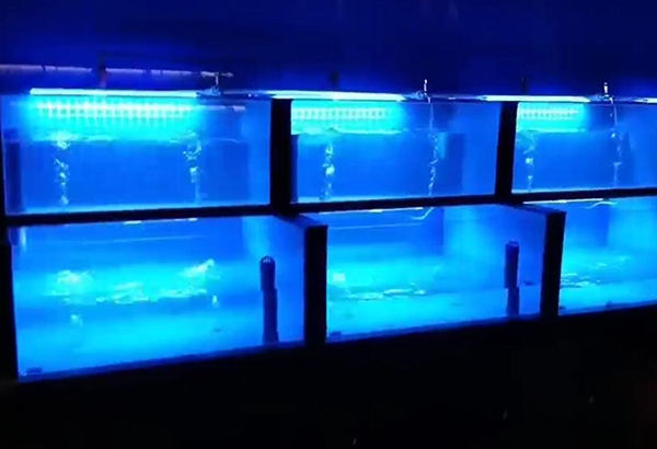 齐齐哈尔专业制作海鲜鱼缸